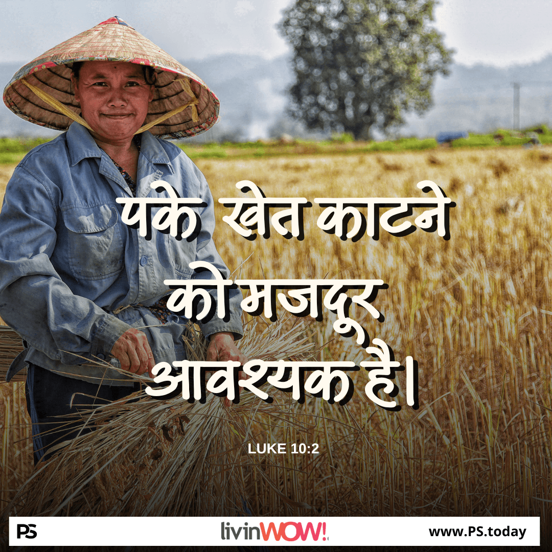 फसल भरपूर है - PS.Today